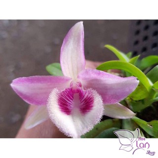 Lan Phi Điệp 🍀FREESHIP🍀 Giả Hạc Hồng Ngọc [ Ươm Kie ]
