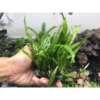 Cây Thủy Sinh: Dương Xỉ Lá Hẹp