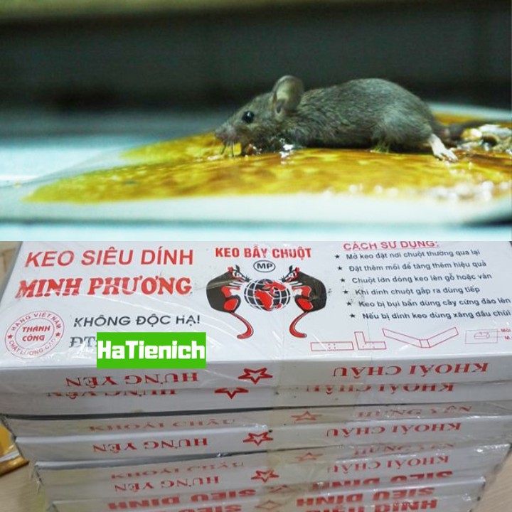 Keo dinh chuột siêu chắc