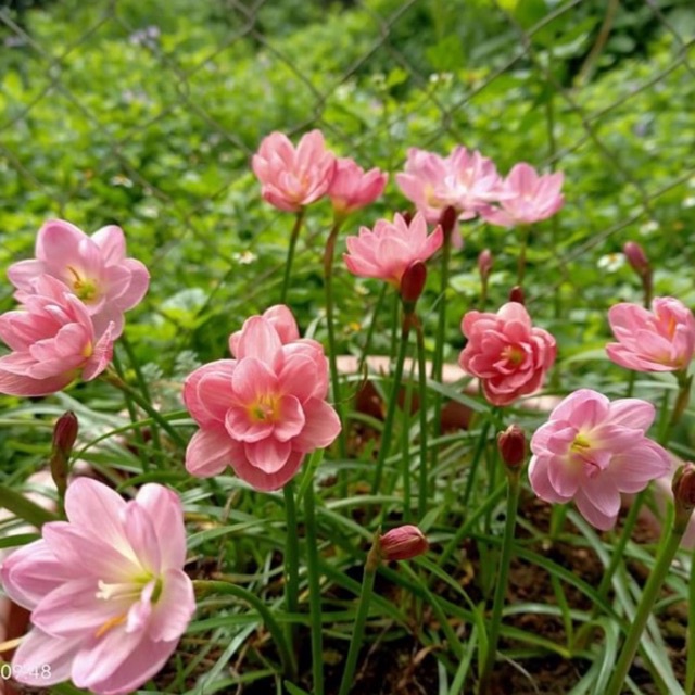 Huệ mưa kép ngoại Peony Pink