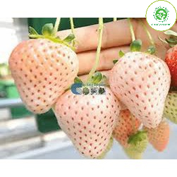 Cây dâu tây trưởng thành đã có hoa và quả bầu ổn định ( dâu hana - dâu Nhật lùn - dâu hoa hồng - dâu bạch tuyết )
