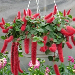 Cây đuôi chồn