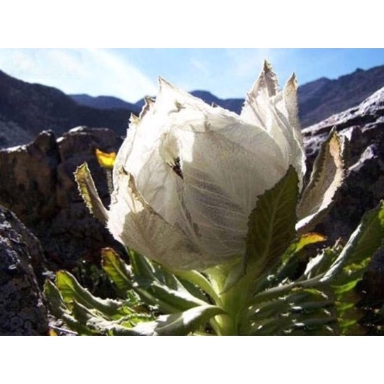 BÔNG THIÊN SƠN TUYẾT LIÊN HOA- HÀNG CHUẨN TỰ NHIÊN TÂY TẠNG, KHÔNG PHẢI TRỒNG VƯỜN KÍNH | BigBuy360 - bigbuy360.vn