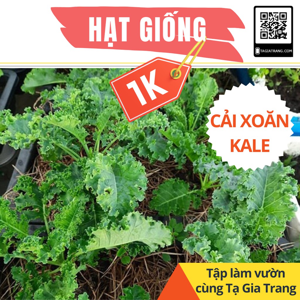 Deal 1K – 20 hạt giống cải xoăn kale – Tập làm vườn cùng Tạ Gia Trang – – top1deal
