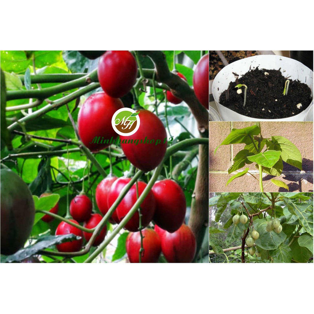 Hạt giống Cà Chua Thân Gỗ - Hạt Chuẩn Nảy Mầm Tốt