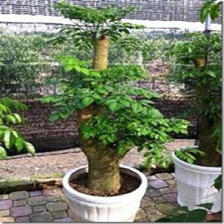 CÂY HẠNH PHÚC, CÂY MANG ĐẾN SỰ ĐẦM ẤM, HẠNH PHÚC CHO GIA CHỦ - NCCGCHPCPT