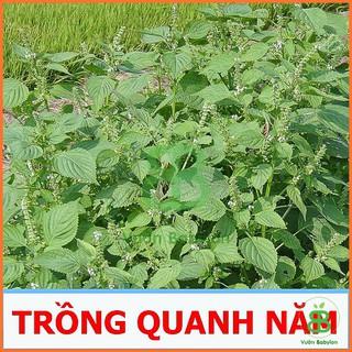 Hạt Giống Rau Thơm Mè Rạng Đông, Lá Mè Vừng Hàn Quốc Dễ Trồng, Thơm Ngon Vuonbabylon - Gói 0.5G