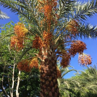cây trà là giống