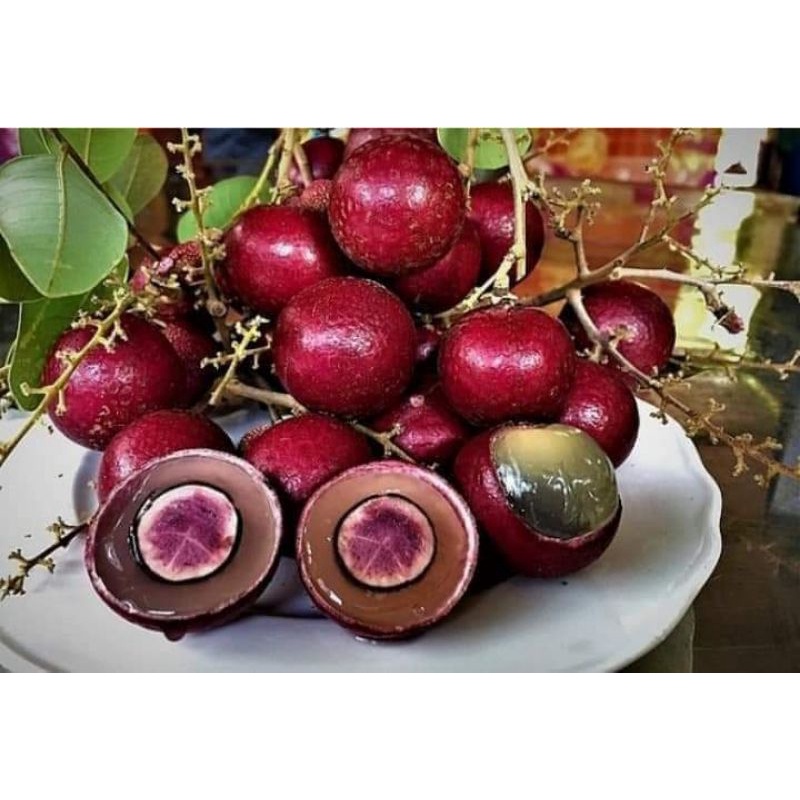 Nhãn xuồng tím đang trái