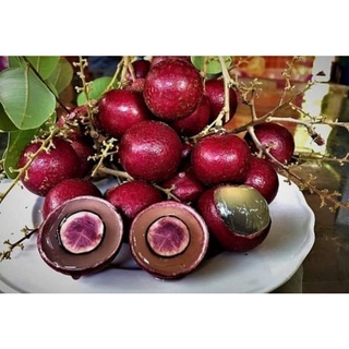 Cây 🌲 Nhãn xuồng tím đang trái