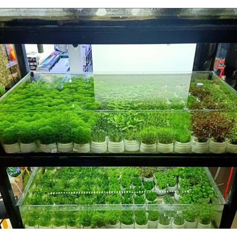1 loại cây thủy sinh ngẫu nhiên