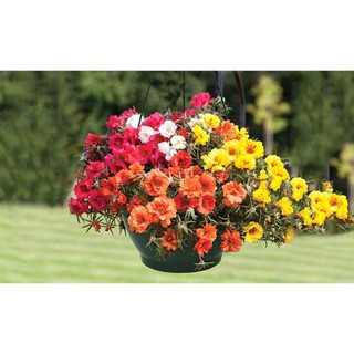 Hạt giống hoa mười giờ mỹ kép mix 100 hạt