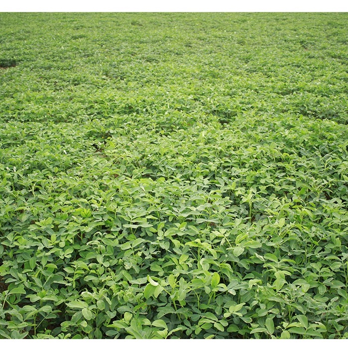 Dầu Đậu Phộng Bình Định (Dầu Lạc) - Đậu Phộng Sẻ Ta Thơm Giàu Dinh Dưỡng - Dầu Thực Vật