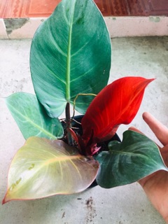 ĐẾ VƯƠNG ĐỎ