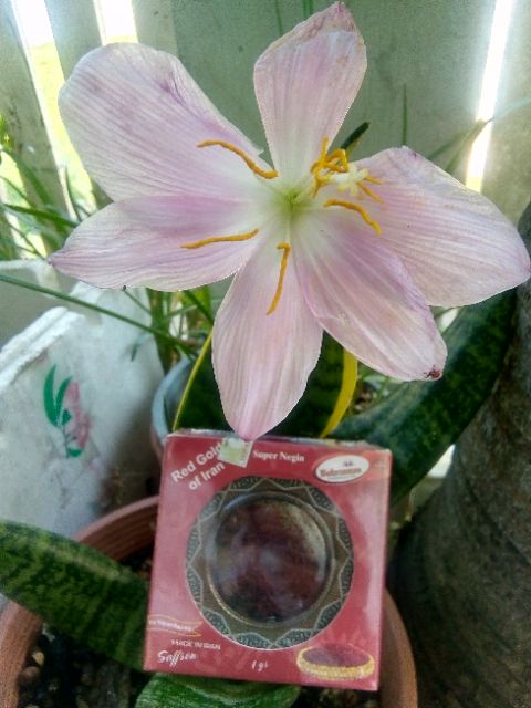 Saffron Super Negin Bahraman - Nhụy hoa nghệ tây 1g.