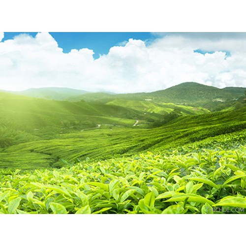 Hạt polyme siêu hấp thụ nước 1KG