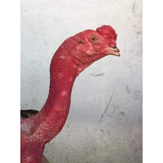 Kích Mỏ cựa Thái Lan