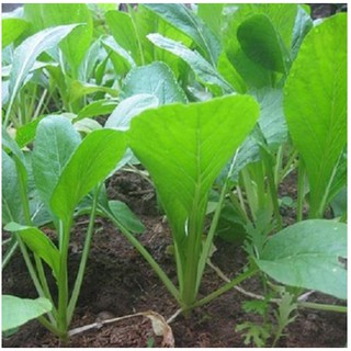 Hạt giống rau cải ngọt (Tsoi sim)