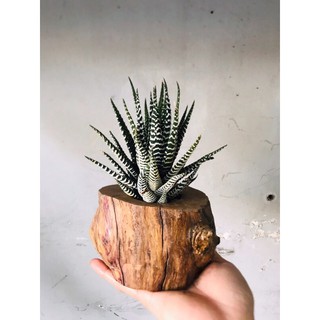chậu gỗ trồng cây, xương rồng, sen đá thân thiện với môi trường