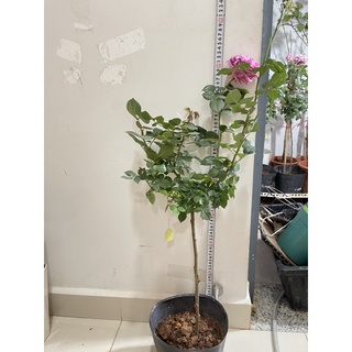 cây hoa Hồng Lafon thân tree