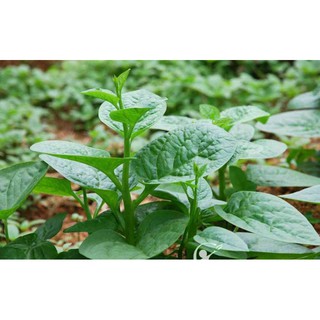(Newseed) Hạt Giống Rau Mồng Tơi 30gr
