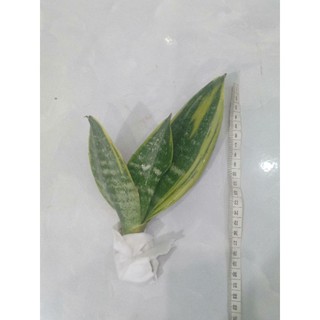 Cây lưỡi hổ Thái mini để bàn