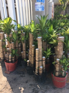 Cây phát tài khúc (cây thiết mộc Lan)