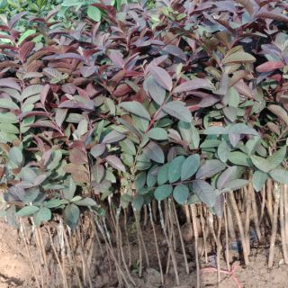 Cây ổi tím giống cây cao 60cm-80cm