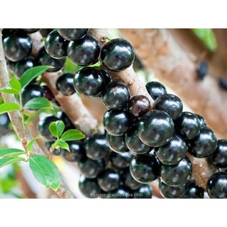 Cây giống Nho Thân Gỗ Tứ Quý - Giống Nhập khẩu cho quả quanh năm - Cây 1 năm tuổi bầu rễ ổn định