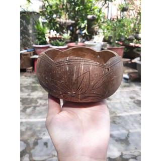 Chậu gáo dừa miệng kiểu