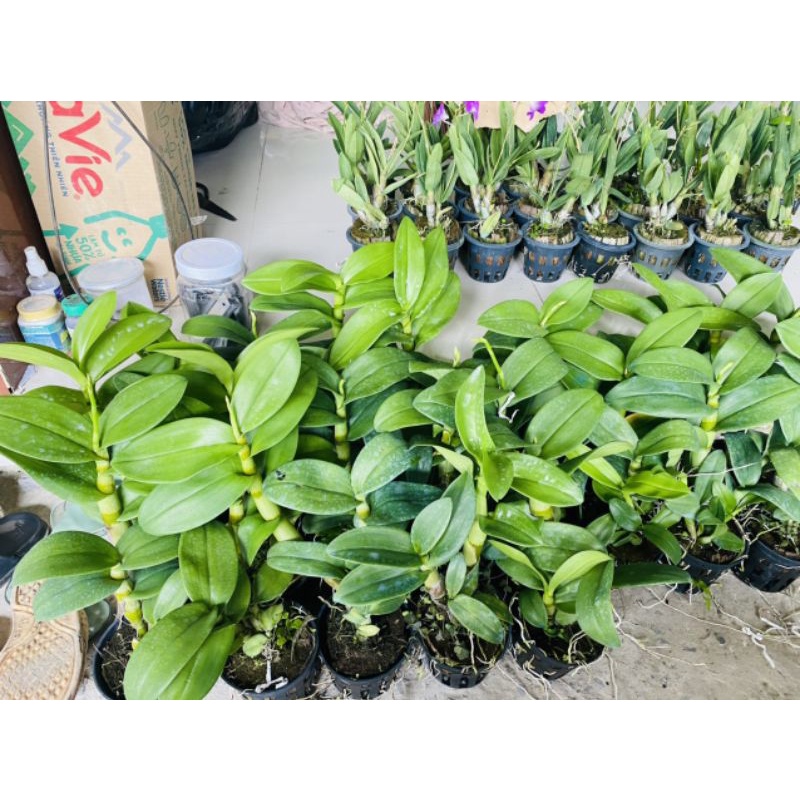 Lan denro tím Lavender lá mít sắp hoa