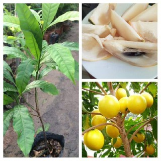 Cây giống Vú sữa hoàng kim giống đẹp chất lượng cao