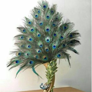Lông công phong thủy tự nhiên 90cm loại 1 mắt đại
