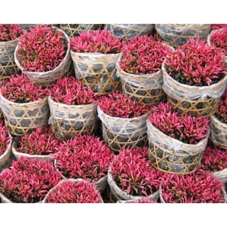 caykiengsadec - Cây Kỉ Đỏ - Cây cảnh mini để bàn