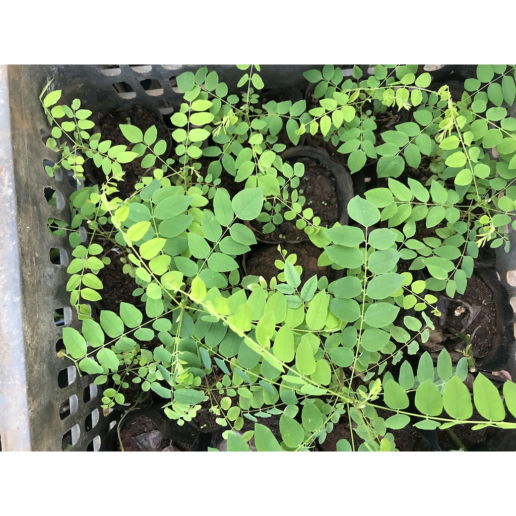 Hạt giống Khế Tàu