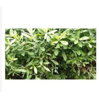100GR Cây cúc tần khô thom ngon