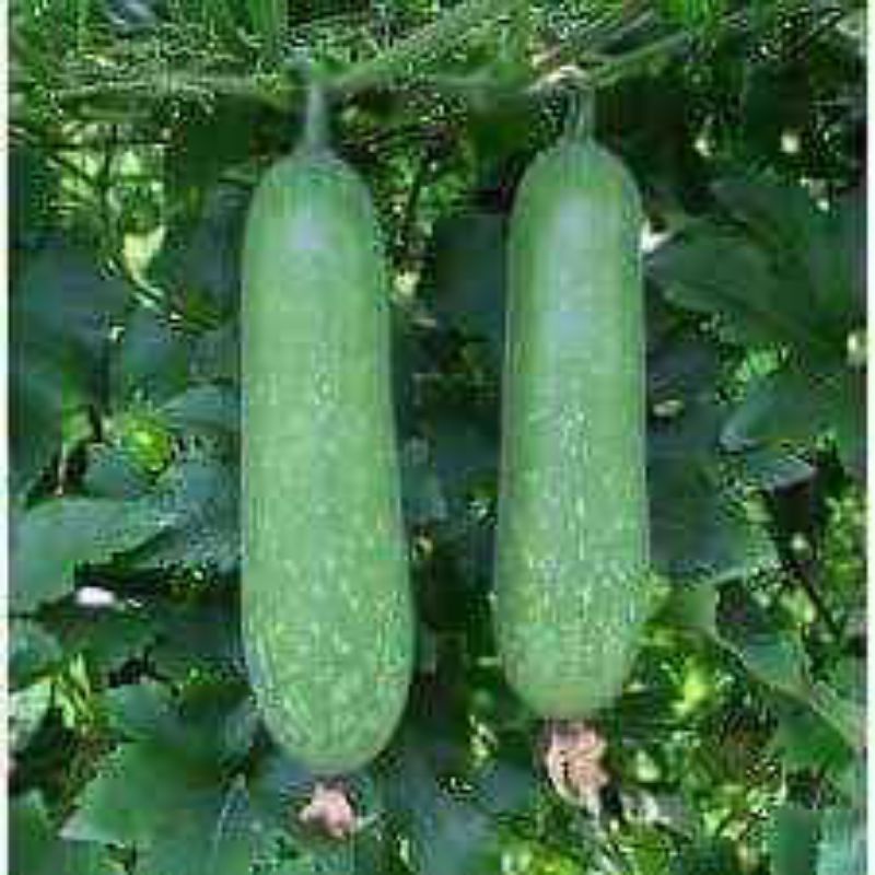 1 gam hạt giống bí đao chanh bốn mùa f1 💚💚Nảy mầm cực đỉnh💝💝 siêu trái
