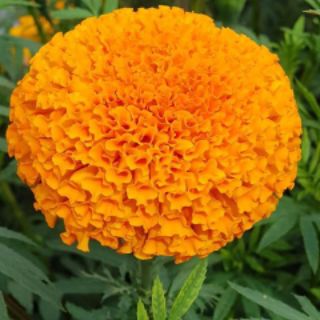 Hoa cúc vạn thọ Jenny
