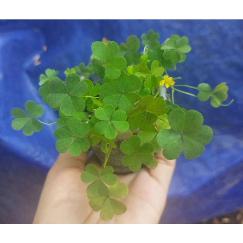 Cỏ ba lá