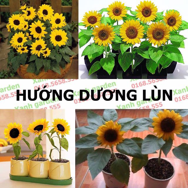 [GIÁ GỐC] Hạt giống Hoa Hướng Dương Lùn - 30 hạt