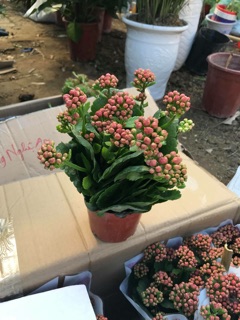 Cây ( sống đời kép)