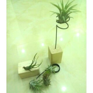 Cây không khí (3 loại)