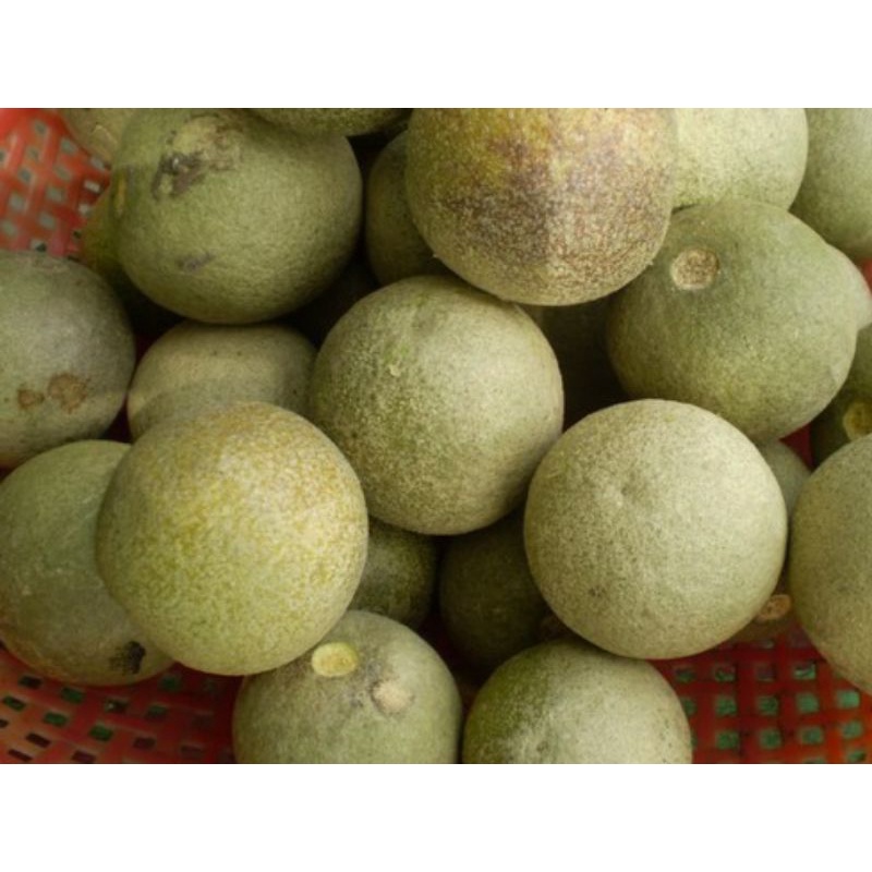 COMBO 2 TRÁI QUÁCH ĐẶC SẢN CẦU KÈ TRÀ VINH