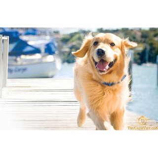 Xà Bông Cục Fay Medic