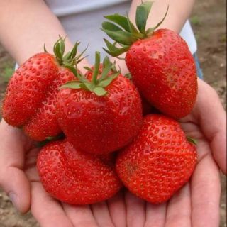 🍓 HẠT GIỐNG  DÂU TÂY KHỔNG LỒ F1 NHẬP NGA 🍓