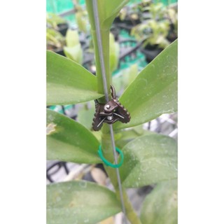 50 kẹp hình bướm cho hoa lan