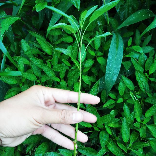 Combo 10 cây dưa pepino vàng giống