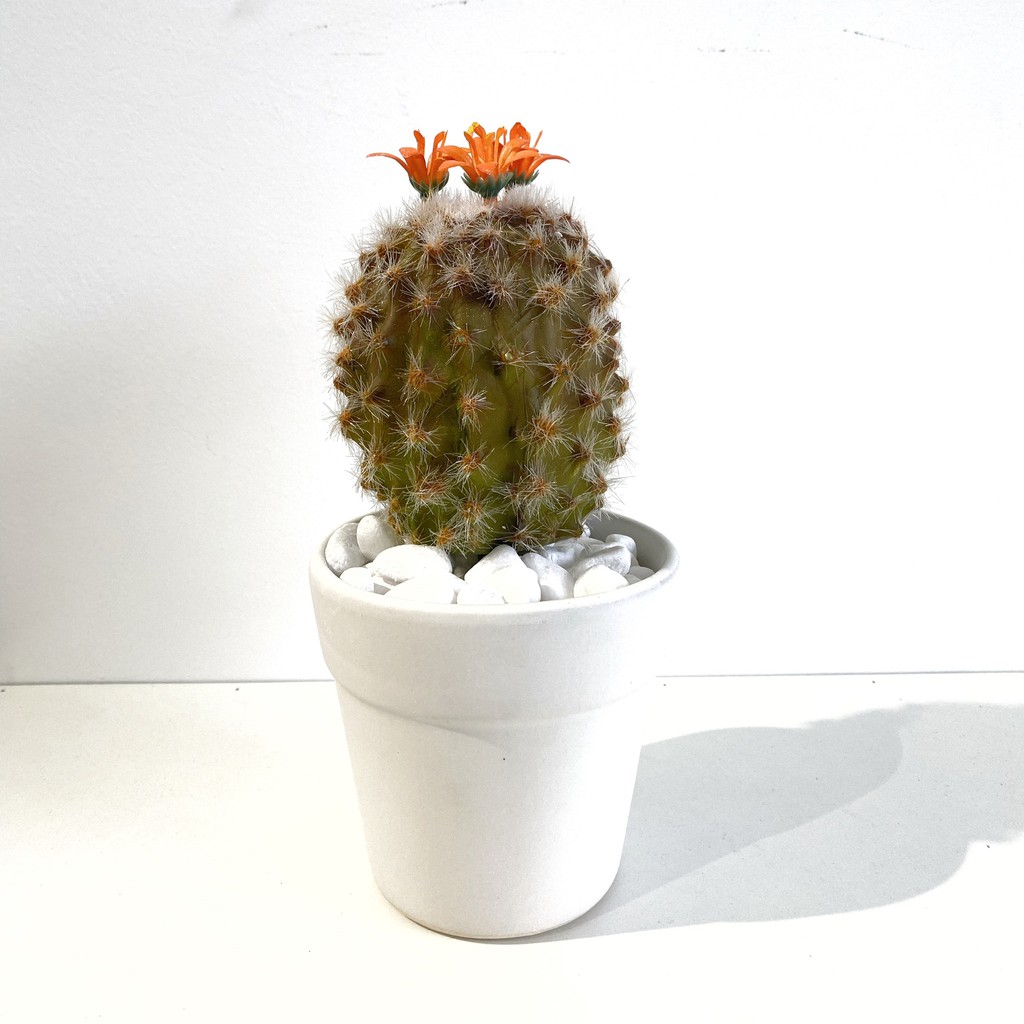 Cây giả Decor - Chậu xương rồng mini Decor Trang trí