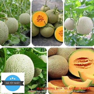 GÓI 10 HẠT GIỐNG DƯA LƯỚI TAKA NHẬT BẢN TRÁI TRĨU DÂY, THƠM NGON ĐẾN MIẾNG CUỐI CÙNG