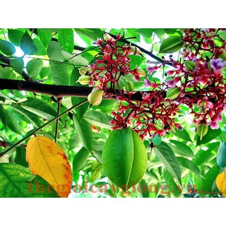 Cây Giống Khế Chua Rùng Mình